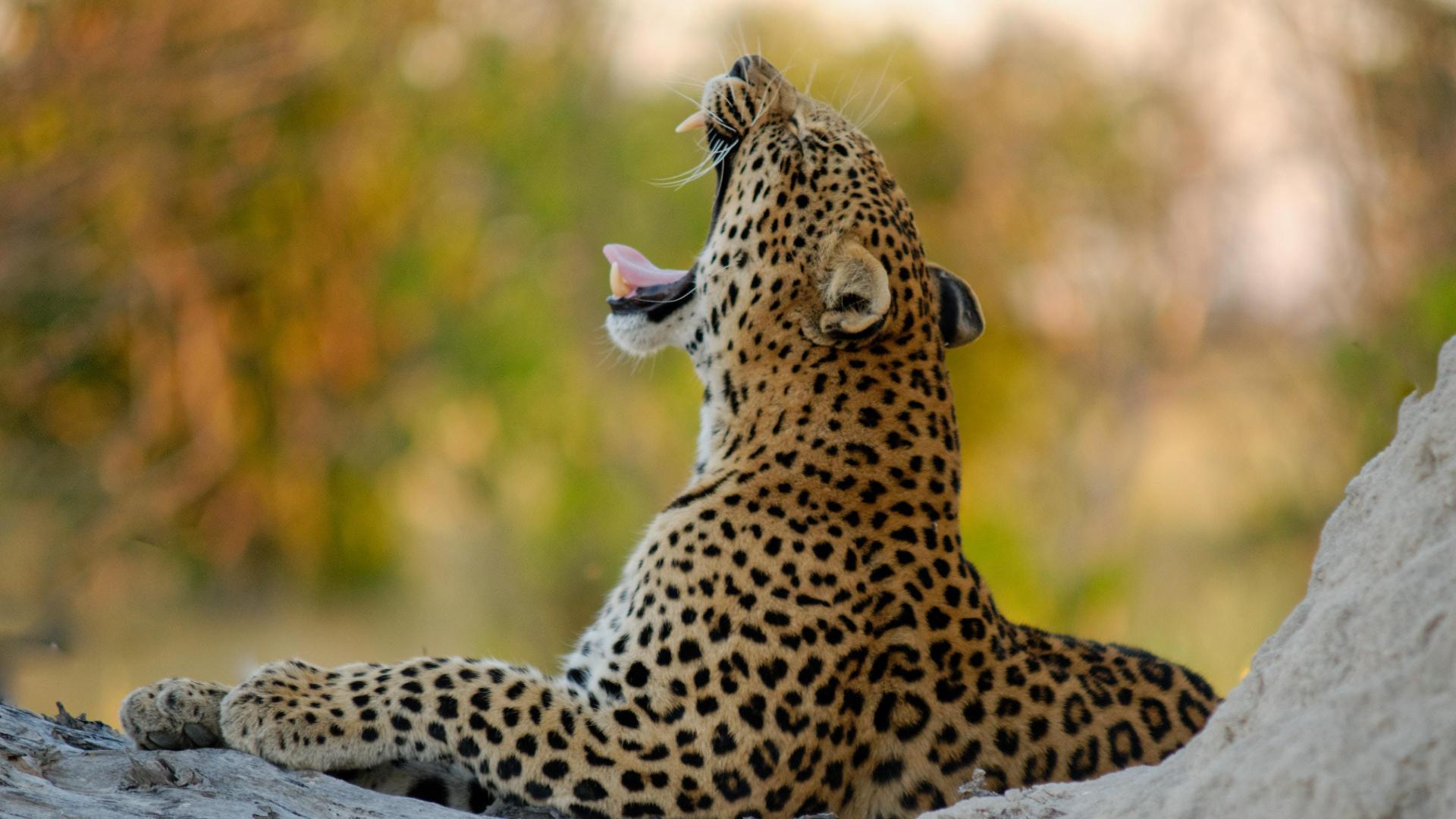 Yawning Leopard