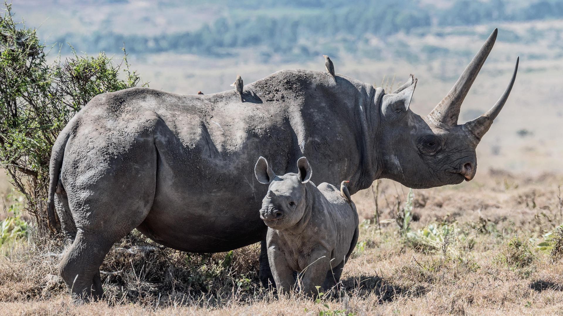 Rhino Calf