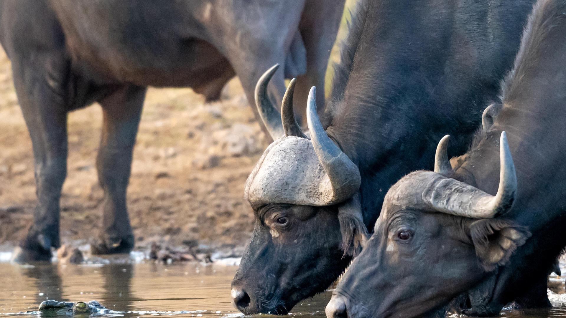 Buffalo water